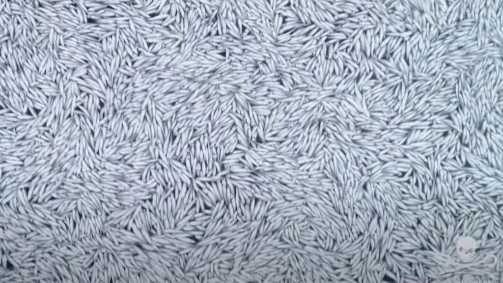 El segundo mayor barco de arrastre del mundo vierte 100.000 peces muertos en la costa francesa