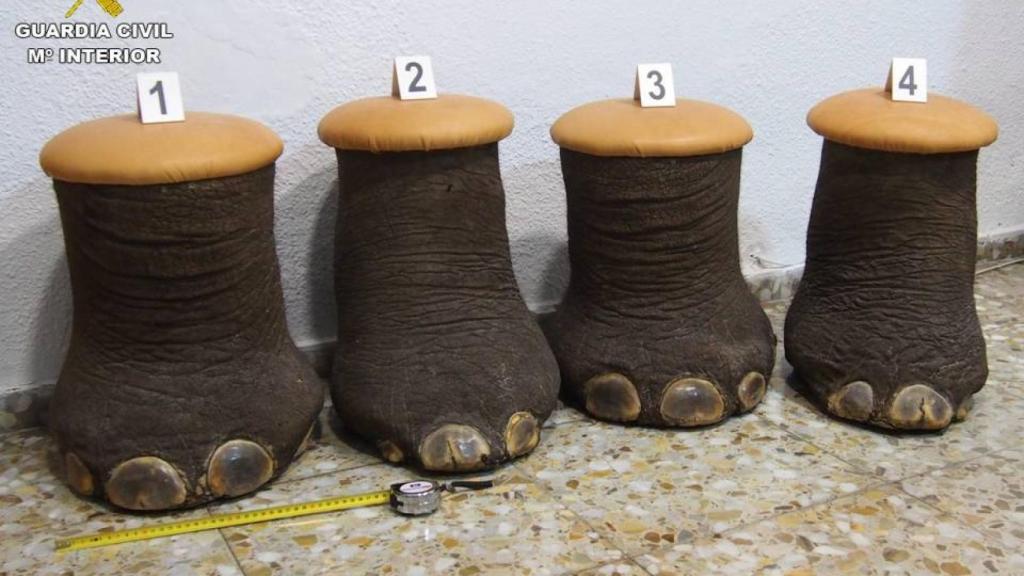 La Guardia Civil impide la venta ilegal de cuatro patas de elefante africano convertidas en banquetas.