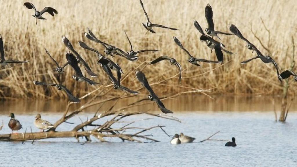 Un grupo de avefrias se disponen a posarse en las marismas de Alday.