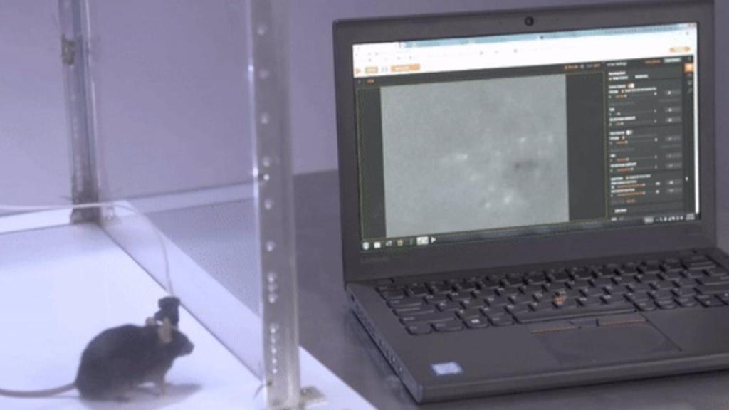 Ratón empleado en el estudio sobre la enfermedad de Alzheimer que lleva una minicámara conectada a su cabeza.