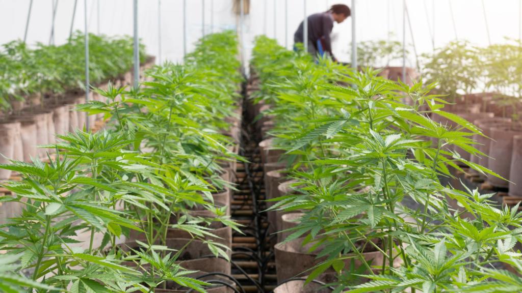 Un hombre revisa una plantación de marihuana.