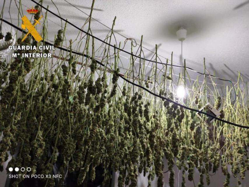 Imagen de la plantación de marihuana en Casavieja facilitada por la Guardia Civil