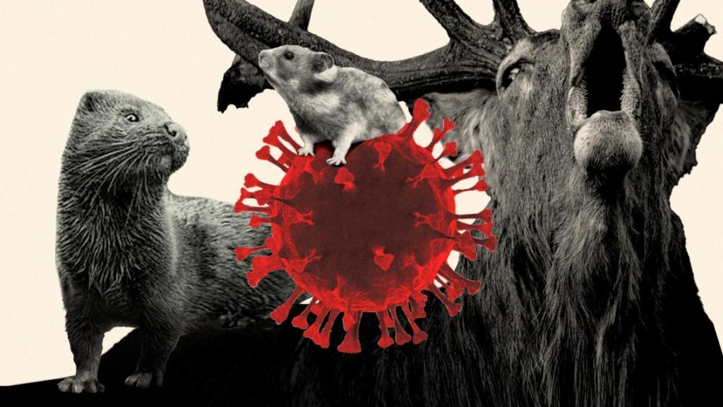 Se han detectado numerosos casos de Covid en visones, hámsteres y ciervos.