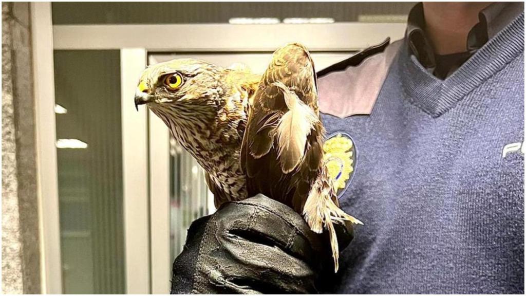 El gavilán rescatado en Santiago.
