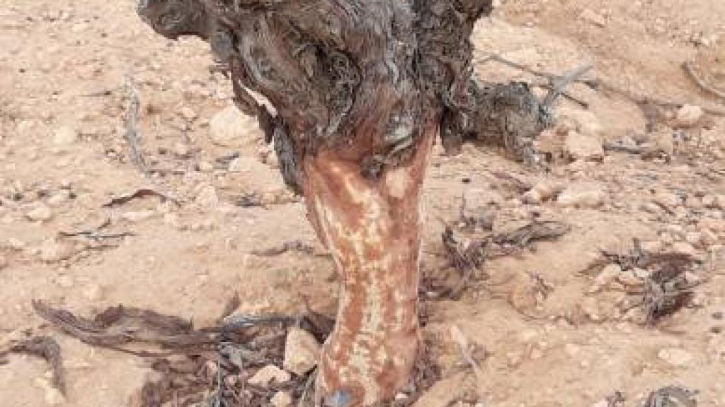 Foto: Unión de Uniones CLM