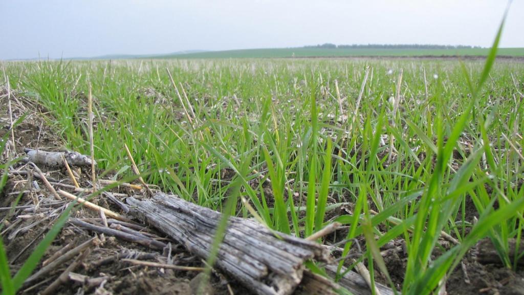 Una parcela de siembra directa en la provincia de Valladolid