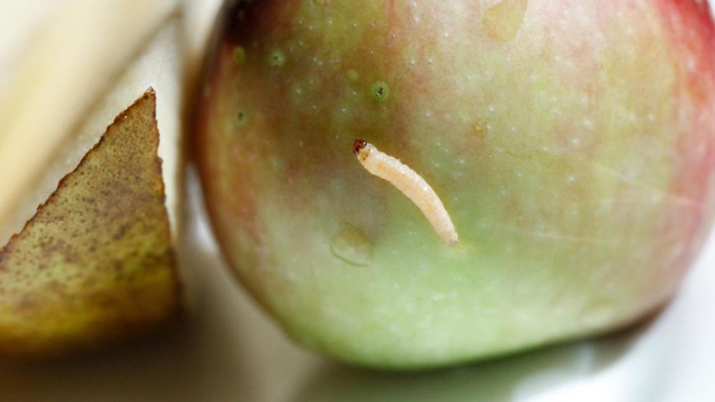 Gusanos en la cocina, como acabar con ellos.