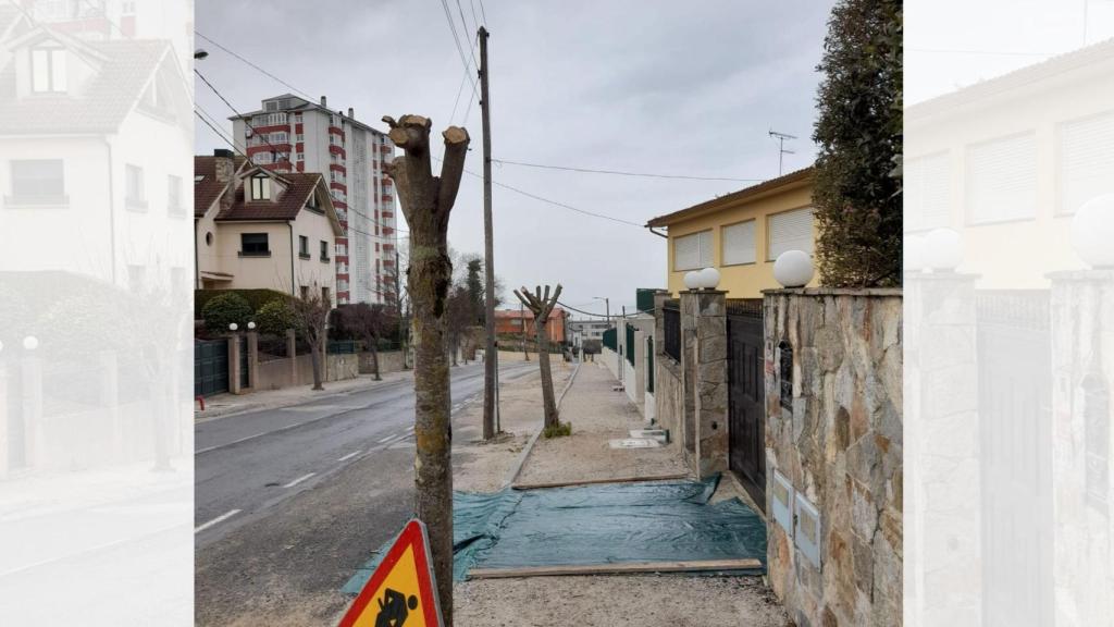 Árboles podados en la Rúa do Souto