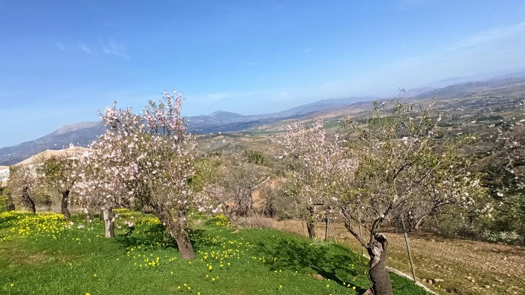 Guaro es famoso por celebrar el Día del Almendro con rutas senderistas.