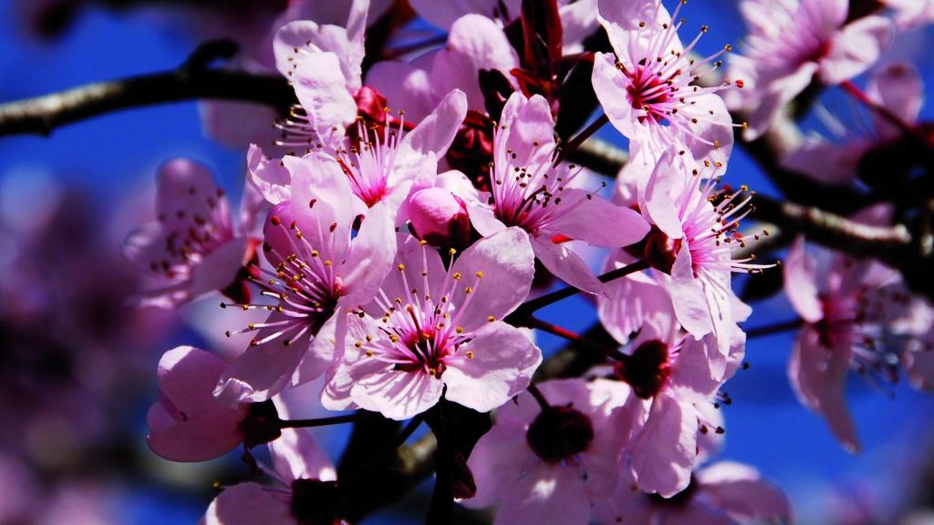 En la Serranía de Ronda hay almendros cuya flor es rosa.