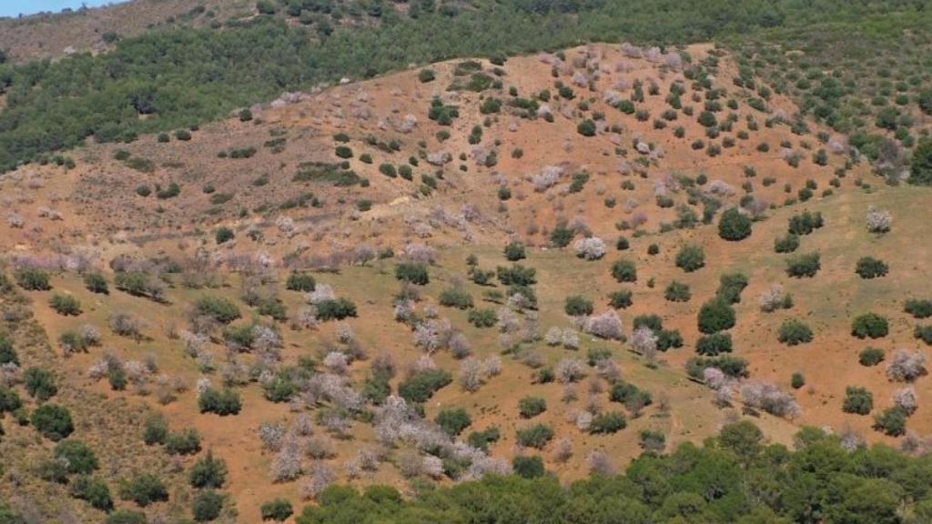 Los Montes de Málaga también cuentan con su buena ración de almendros.