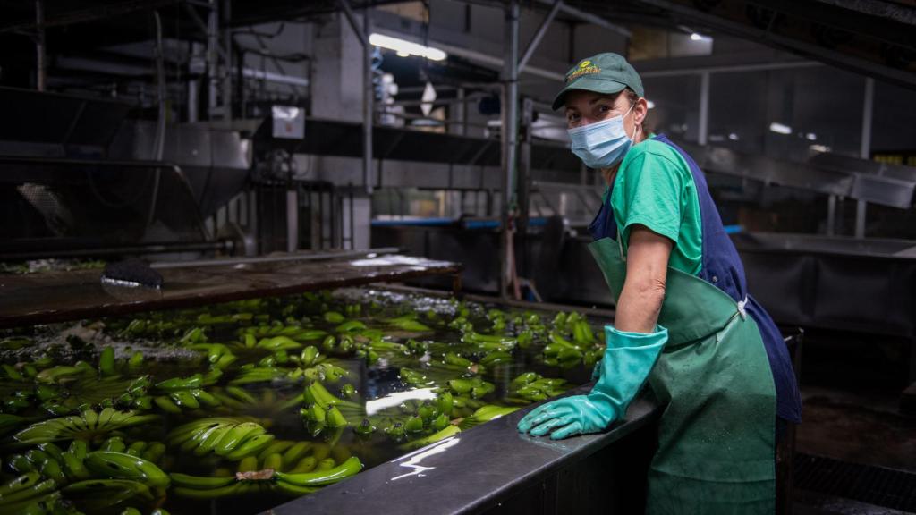 Una trabajadora en el empaquetado del plátano.