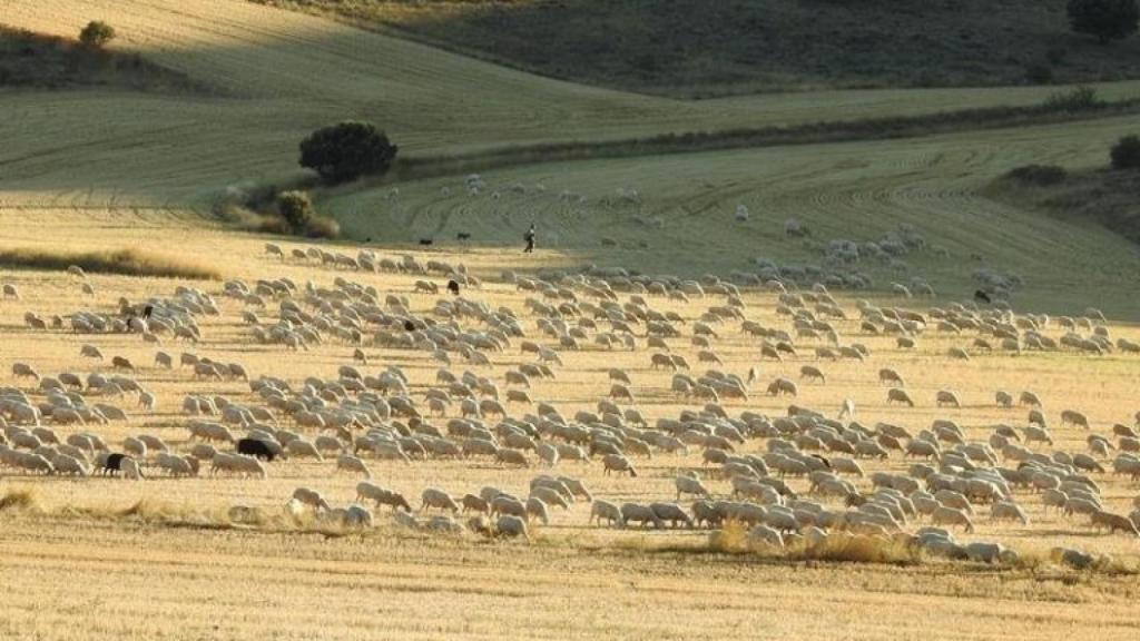 Ovejas en Cabreriza. Soria.