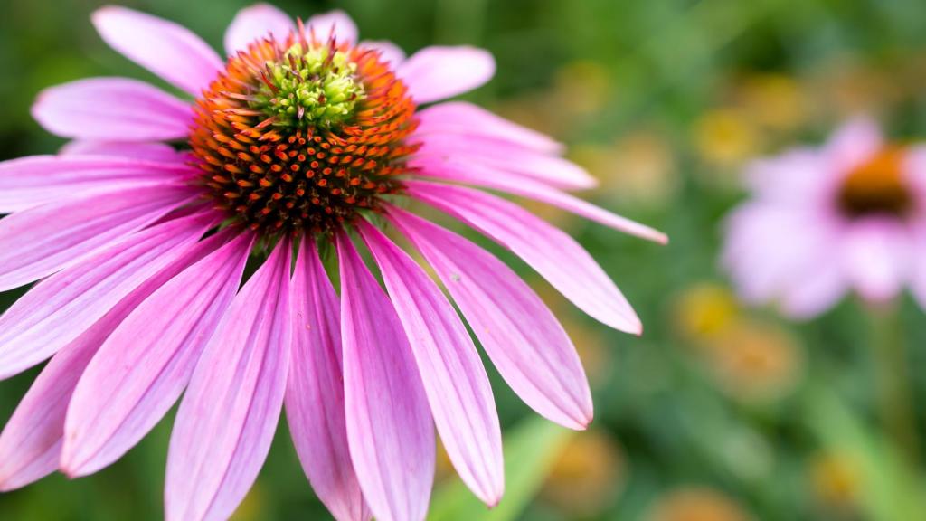 En forma de infusión, la equinácea resulta muy saludable.