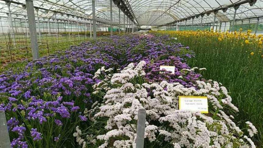Invernadero de flores de Lebrija.