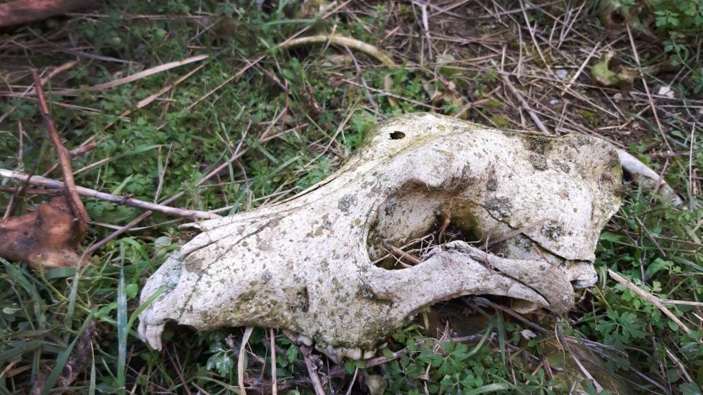 Imagen de los cadáveres de uno de los perros esqueletizados