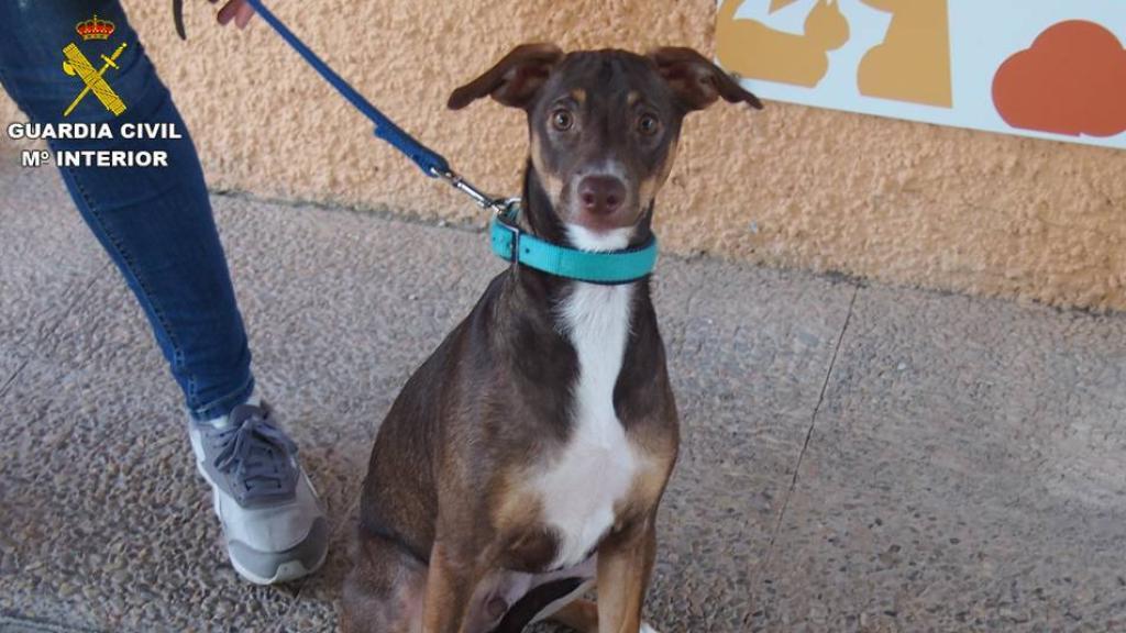 El animal abandona, en una imagen tomada por la Guardia Civil.