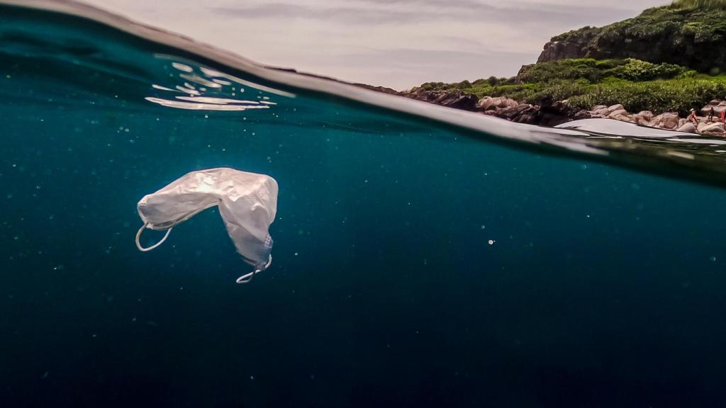 Las mascarillas quirúrgicas y su impacto negativo en la reproducción del pez cebra