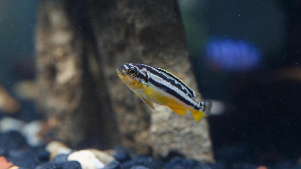 El pez cebra que se ven afectados significativamente por los productos de degradación de las mascarillas.