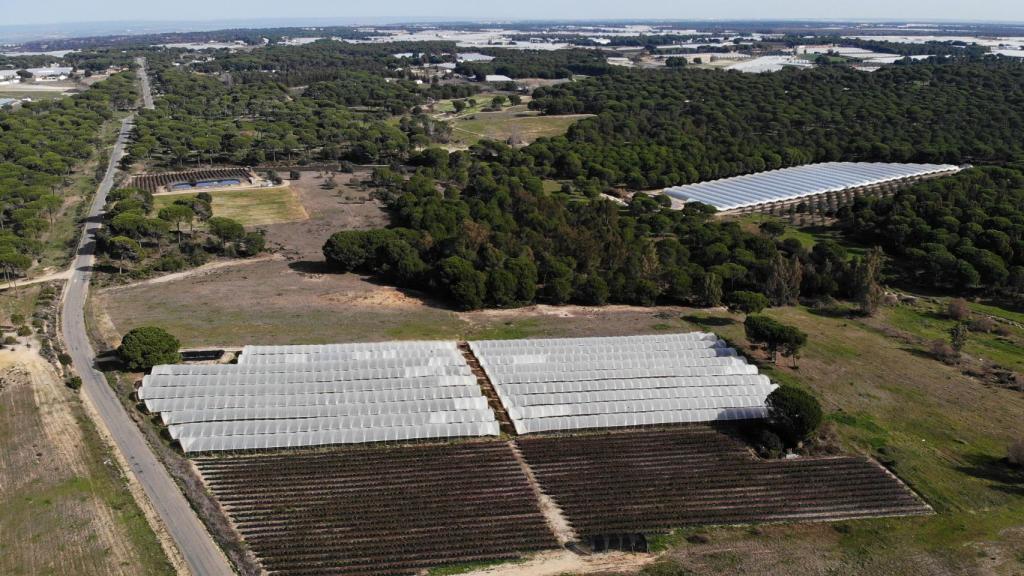 Vista aérea de hectáreas de regadío que podrían ser amnistiadas.
