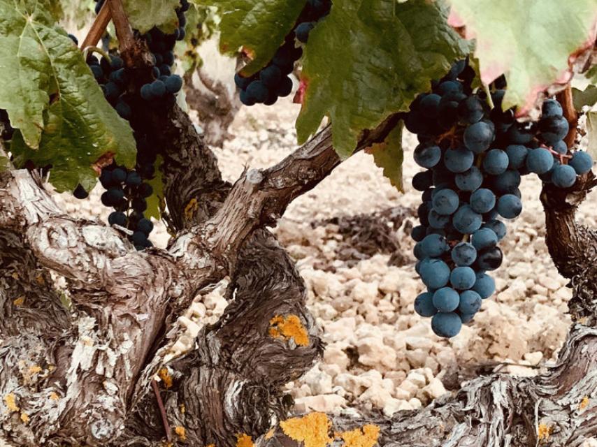 Viña vieja de Bodegas Maeste