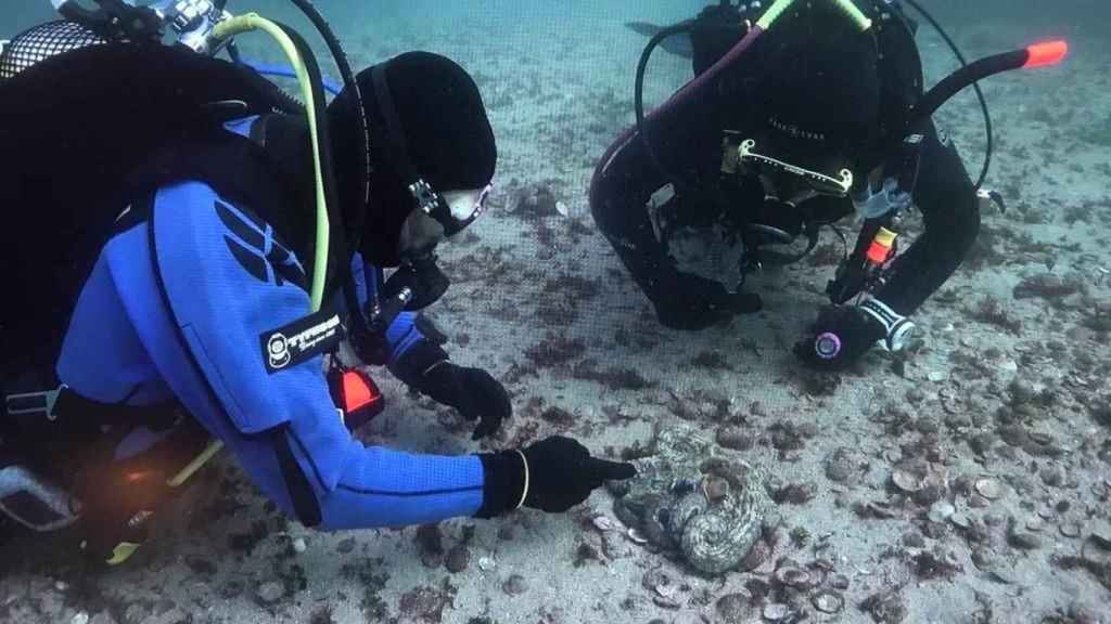 Científicos liberan en las Islas Cíes pulpos eclosionados en cautividad y salvajes para estudiar su comportamiento.