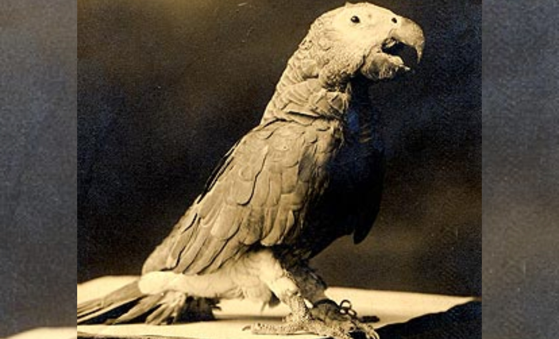 Imagen del loro Ravachol. Foto: Museo de Pontevedra