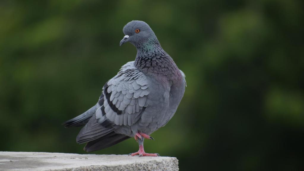 Imagen de una paloma.
