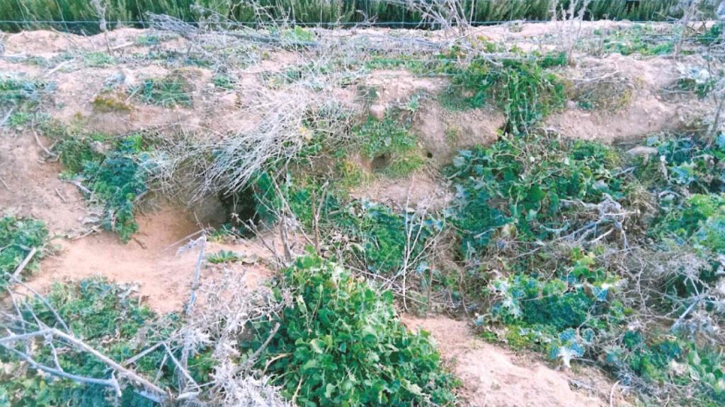 Daños de los conejos en la zona de la A-11 en Zamora | Foto: COAG