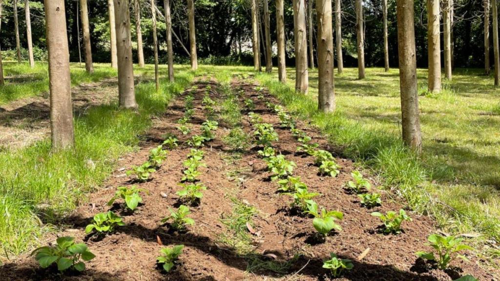 La Cátedra Hijos de Rivera-UDC regenera suelos en plantaciones intensivas de eucalipto