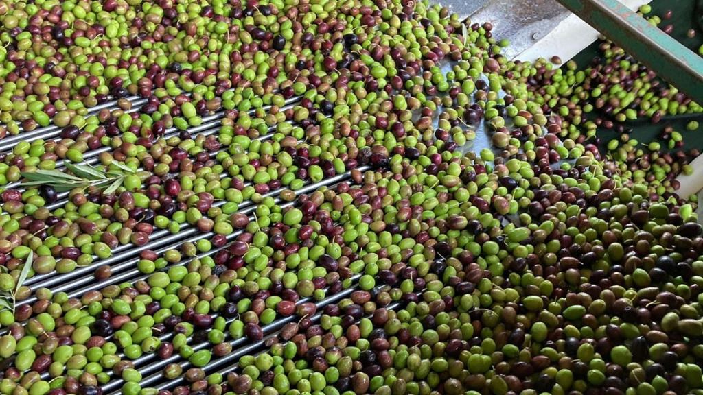 Aceitunas en una almazara.