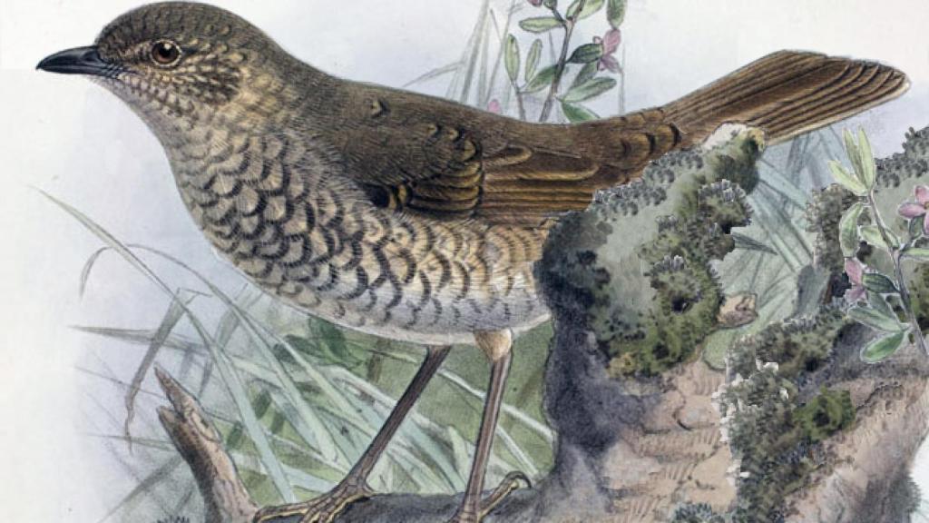 Ilustración de un Kamao.