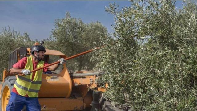 Un hombre varea unos olivos.