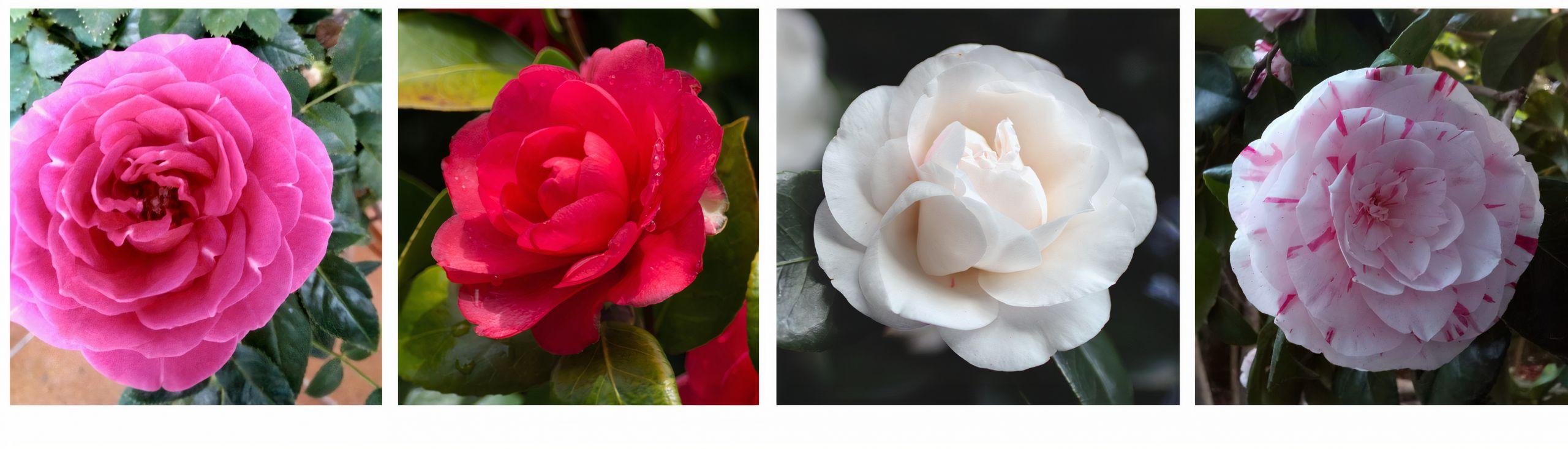 Variedades del color de las camelias. Fuente: Puri Bacariza.