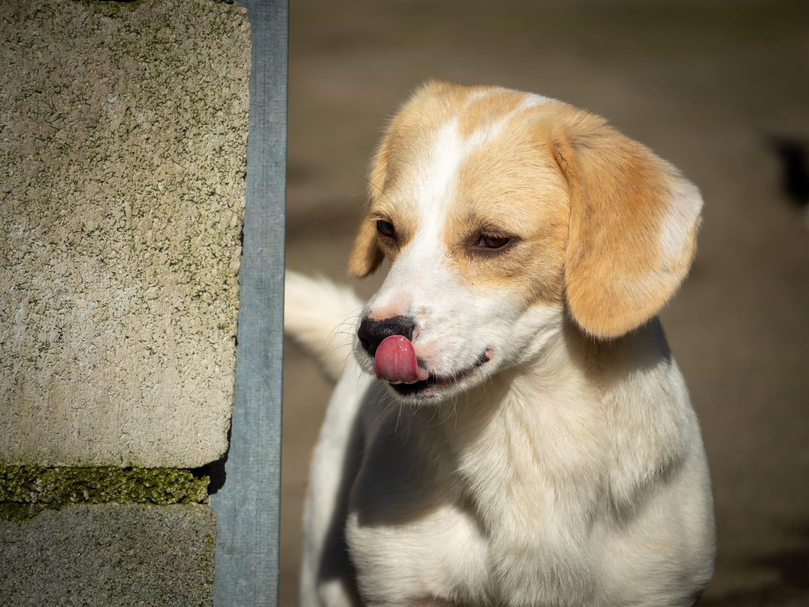 Uno de los perros acogidos por la Protectora de Animais do Morrazo (Cedida).