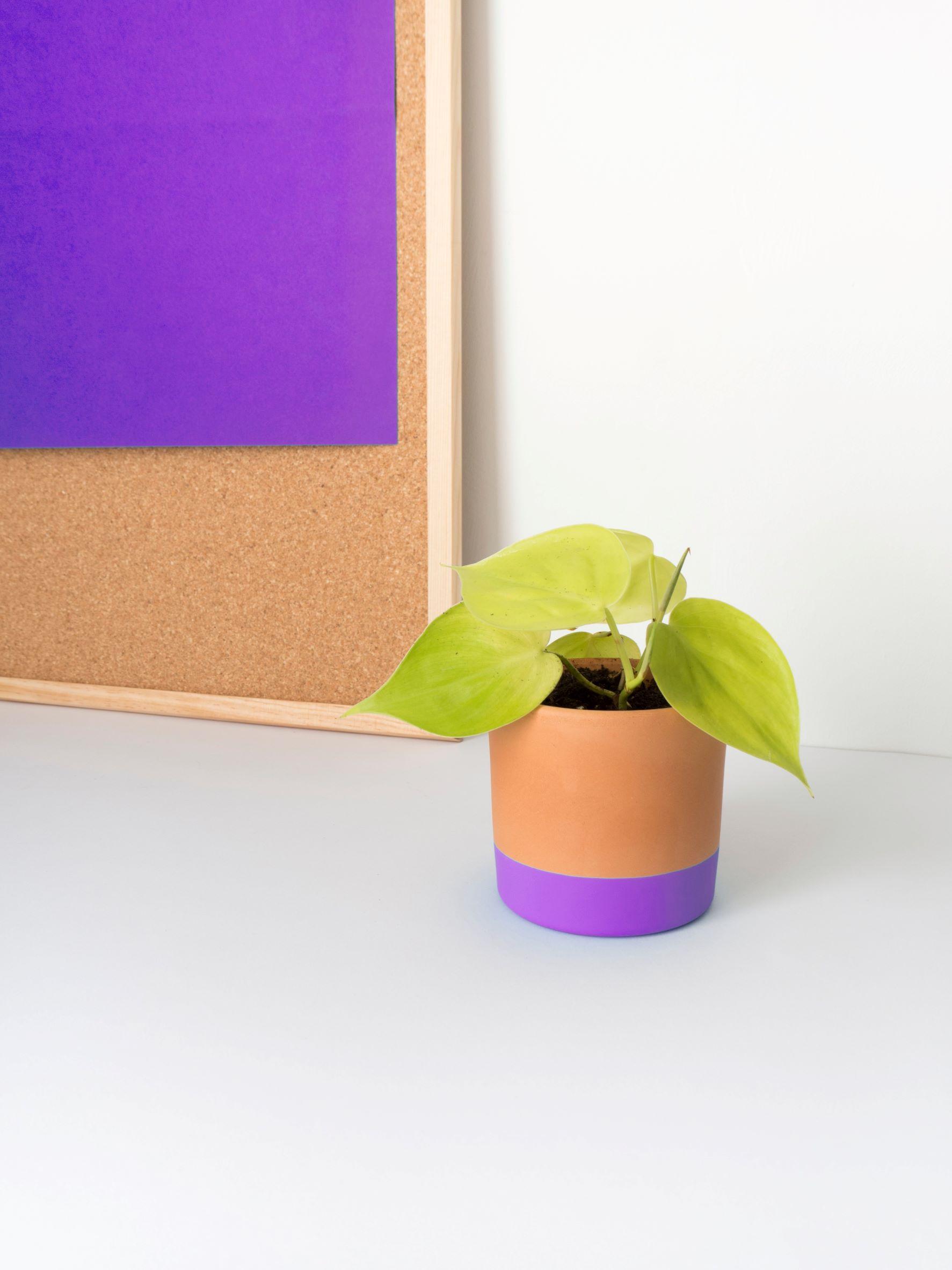 Fuente: @miniplanta_