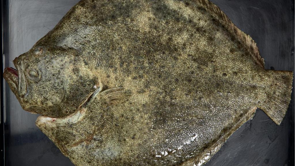 El rodaballo salvaje gallego comienza la temporada en marzo