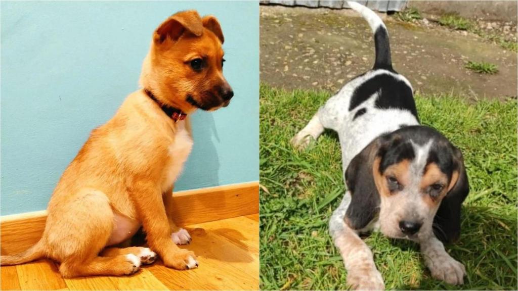 Los dos cachorros robados en Guitiriz y Begonte.