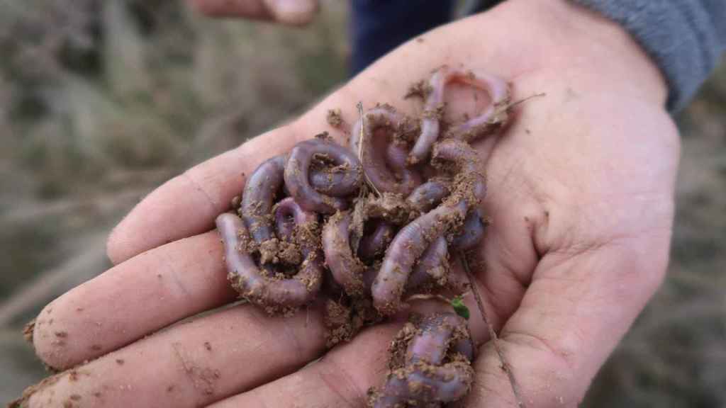 Lombrices leonesas.