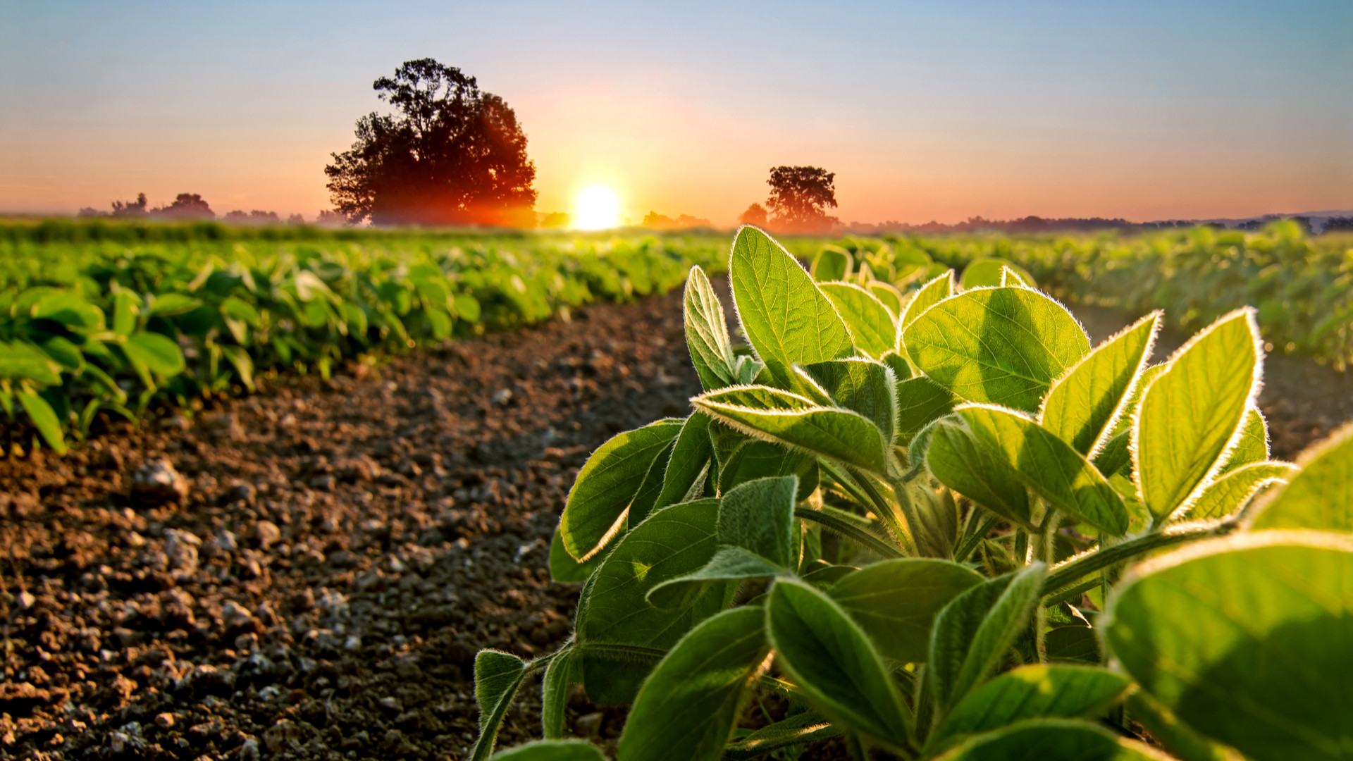 Campos de soja. Foto: Shutterstock