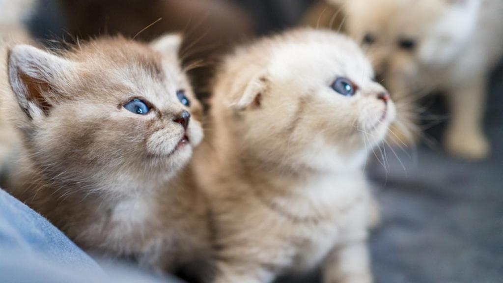 ¿Cómo saber si un gato es macho o hembra?