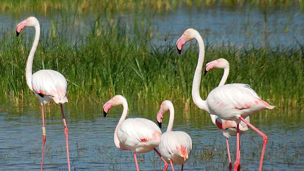 Marismas de Doñana.