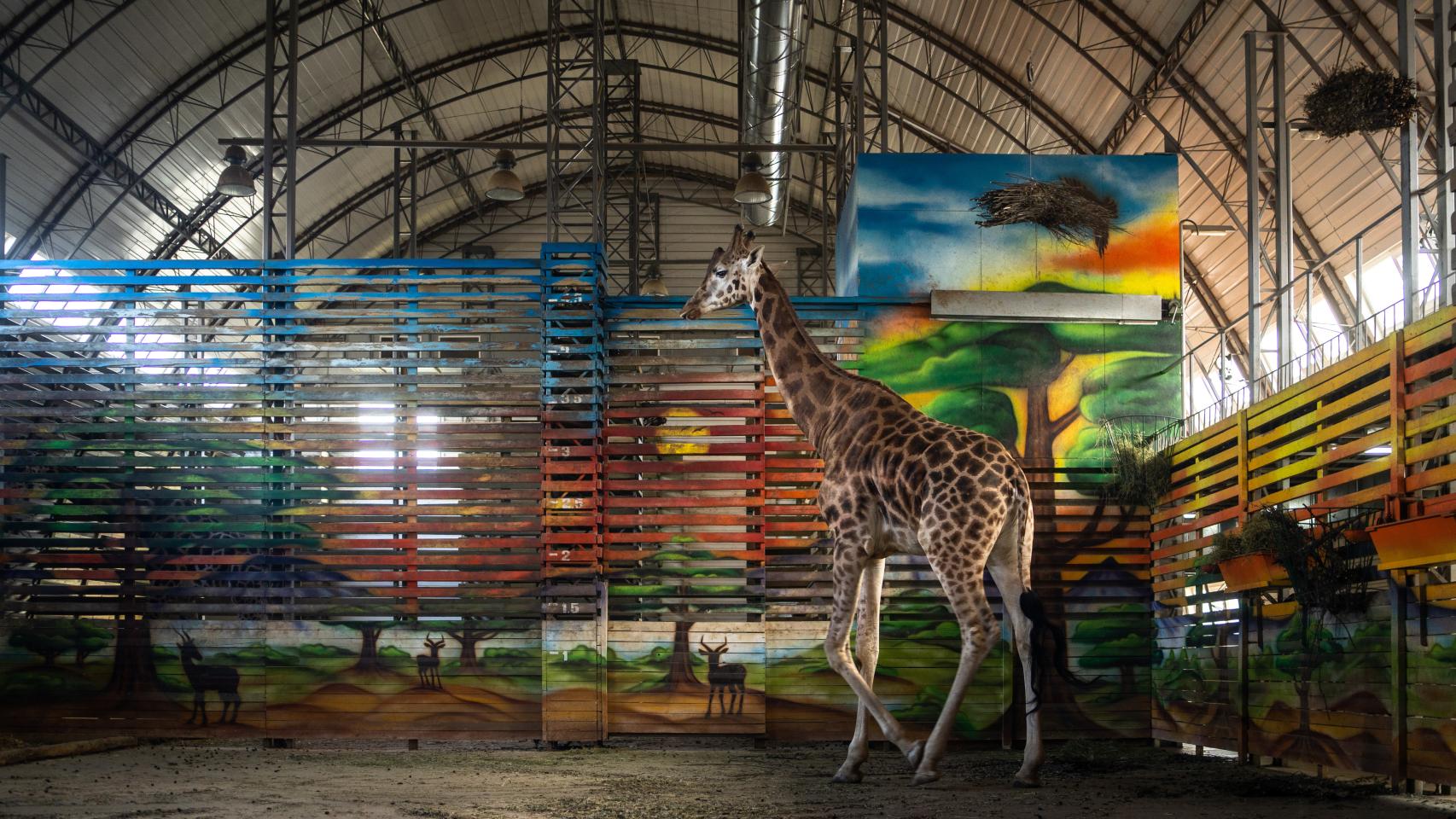 Logan tiene cinco años y llegó recién nacida desde República Checa en 2017.