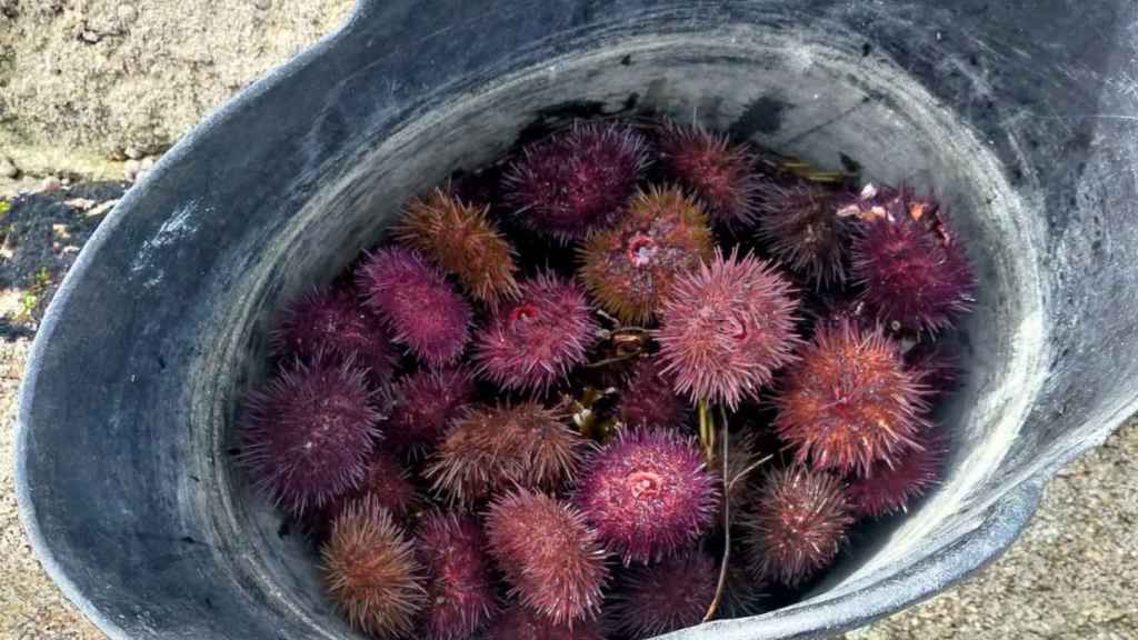 Erizos extraídos ilegalmete y devultos al mar.