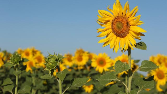Una finca cultivada con girasol en Castilla y León