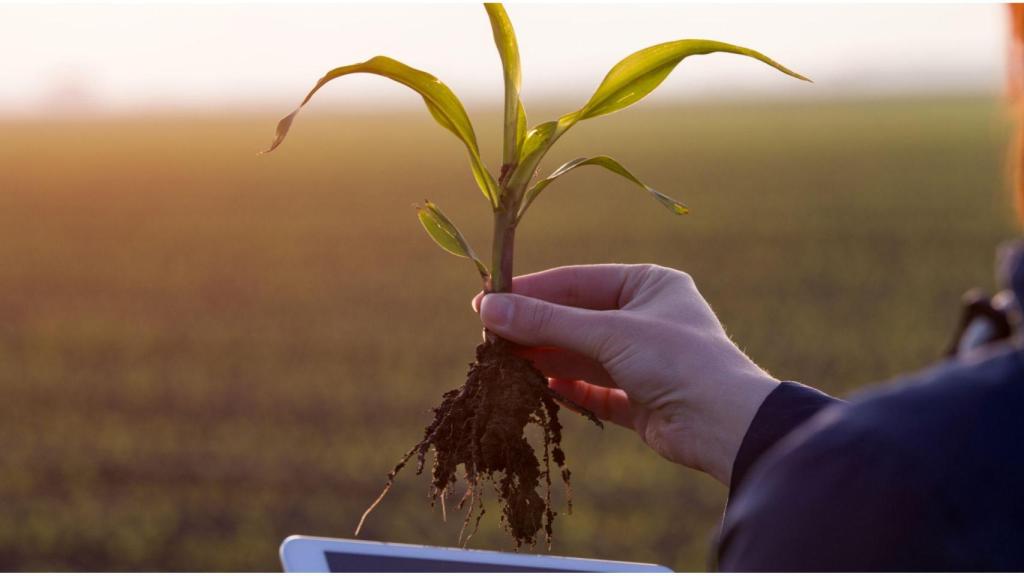 Mujeres, rural, campo.