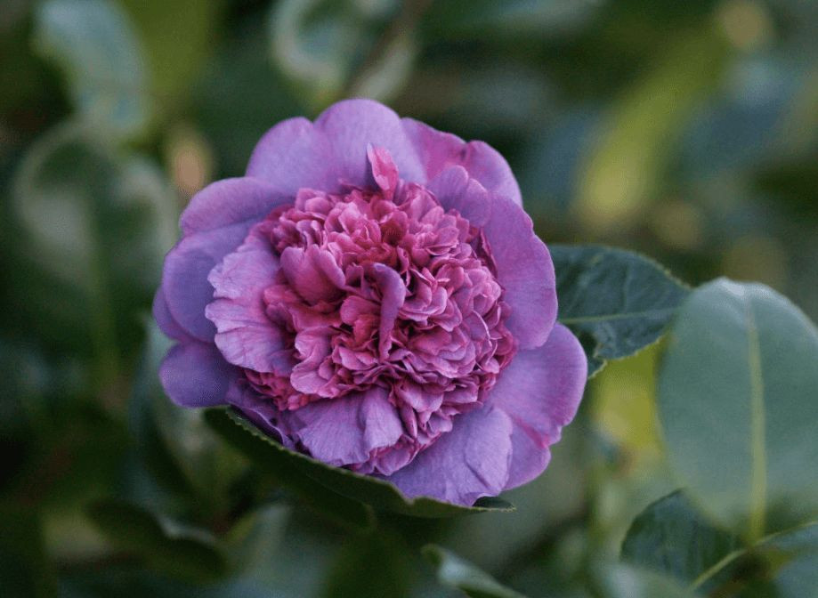 Camelia del jardín de Pedro Mansilla, en la Estación Fitopatológica Areeiro.