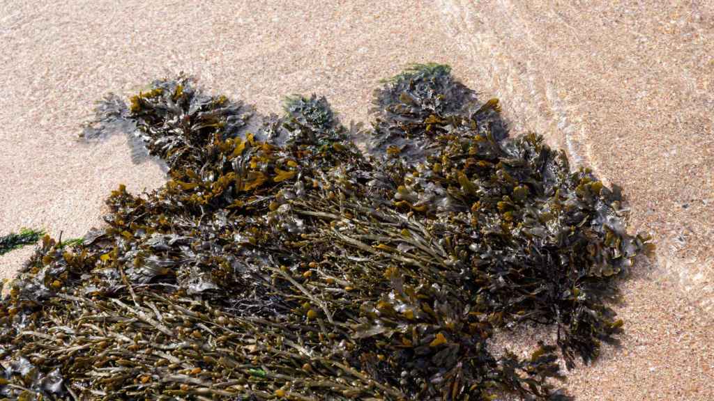 Algas en una imagen de archivo.