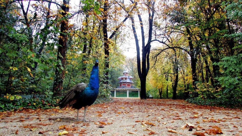 Un pavo real, el símbolo del Campo Grande.