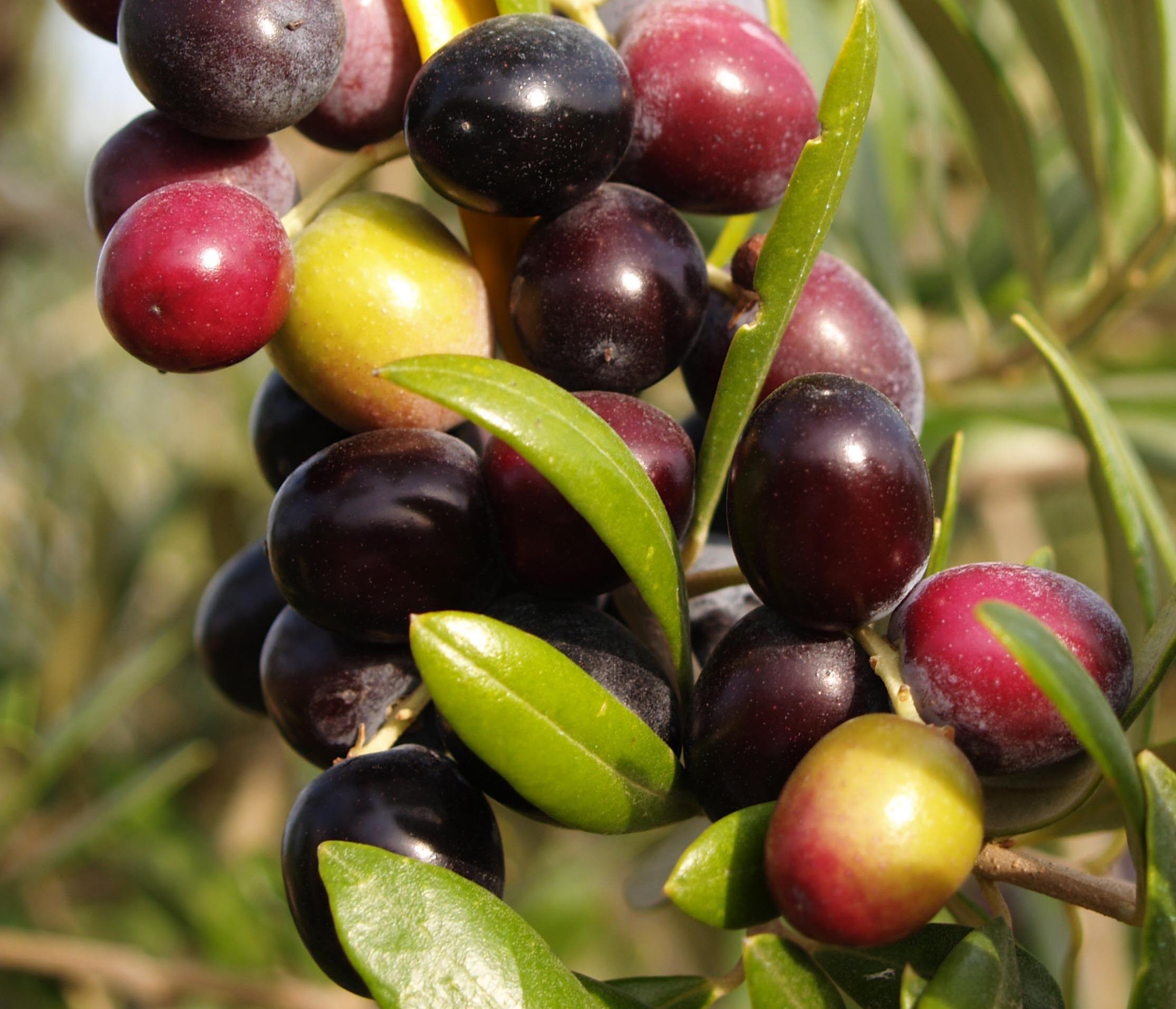 Aceituna arbequina. http://www.variedadesdeolivo.com/